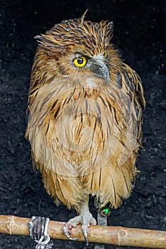 Buffy fish owl in tourism park