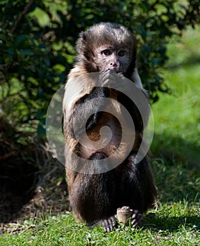 Buffy Headed Capuchin