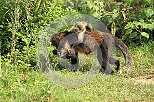 Buffy-headed tufted capuchin