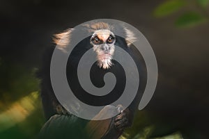 Buffy-tufted marmoset monkey photo