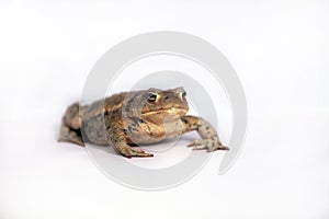 Bufo