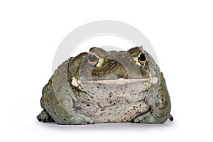 Bufo Alvarius toad on white background