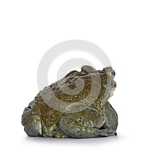 Bufo Alvarius toad on white background