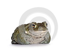 Bufo Alvarius toad on white background