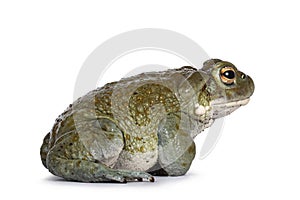 Bufo Alvarius toad on white background