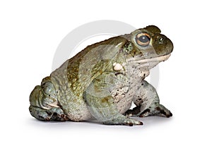 Bufo Alvarius toad on white background photo