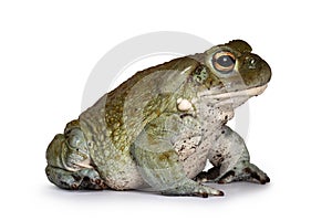 Bufo Alvarius toad on white background