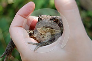 Bufo bufo