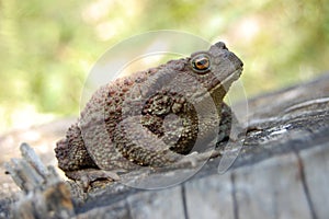 Bufo bufo photo