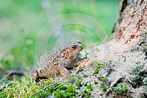 Bufo bufo Common Toad photo