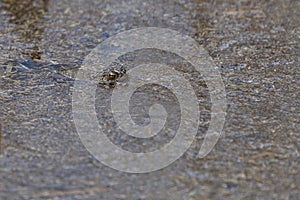 Bufo bufo - Common toad hiding on a pond