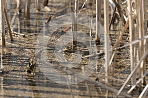 Bufo bufo - Common toad hiding on a pond