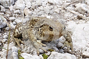 Bufo bufo, Ropucha szara, common toad