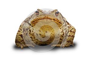 Bufo frog over white