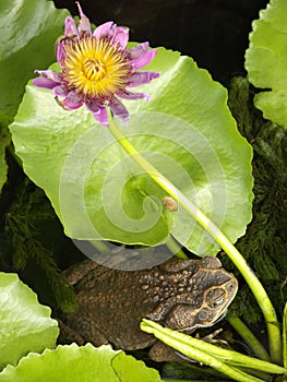 Bufo Marinus photo