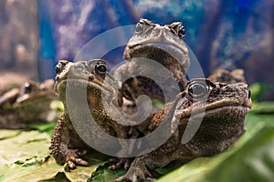 Bufo marinus on blue