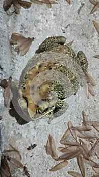 Bufo melanoctictus