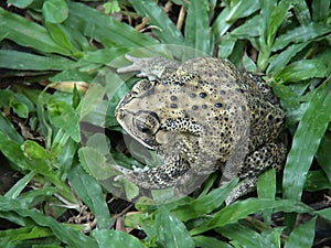 Bufo melanostictus