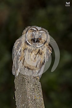 Bufo-pequeno, Long-eared Owl(Asio otus) photo