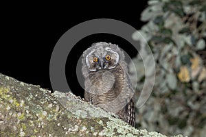 Bufo-pequeno, Long-eared OwlAsio otus photo