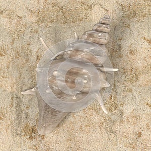 Bufonaria Echinata The Spiny Frog Shell