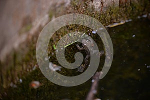 Bufonidae frog swimming in the water