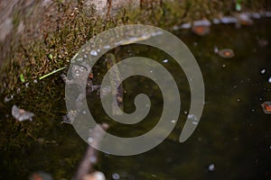 Bufonidae frog swimming in the water