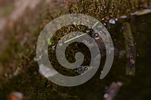 Bufonidae frog swimming in the water