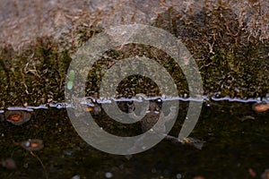 Bufonidae frog swimming in the water