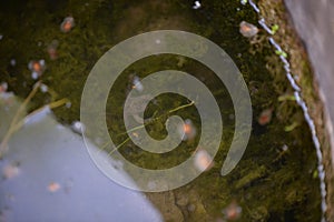 Bufonidae frog swimming in the water photo