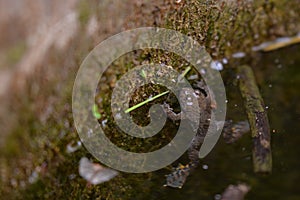 Bufonidae frog swimming in the water photo