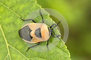 Bug, Aarey milk colony Mumbai , India