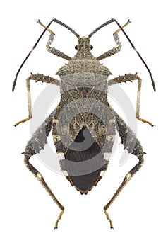 Bug Acanthocoris scaber