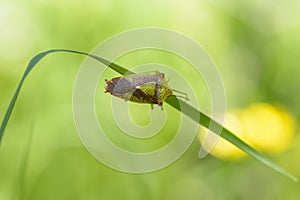 The bug acanthosoma haemorrhoidale sits on a flat sheet of grass