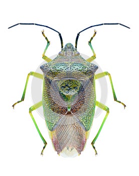 Bug Acanthosoma haemorrhoidale