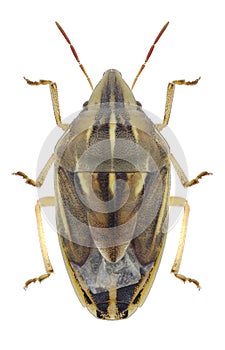 Bug Aelia rostrata