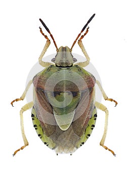 Bug Antheminia lunulata