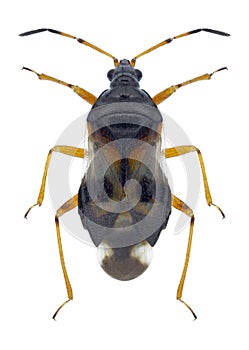 Bug Anthocoris nemorum