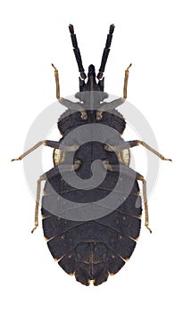 Bug Aradus betulae