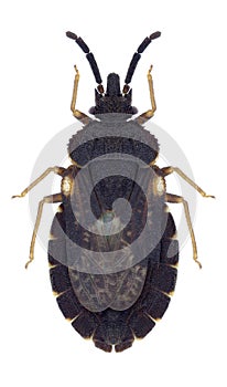 Bug Aradus betulae