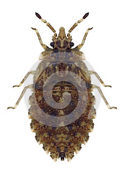 Bug Aradus betulae