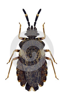 Bug Aradus versicolor