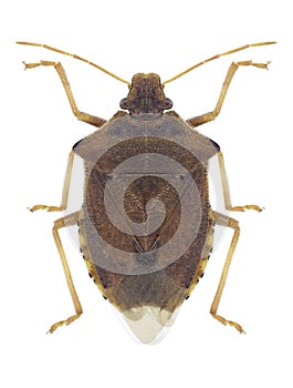 Bug Arma custos photo