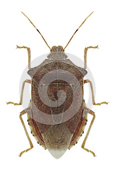 Bug Arma custos photo