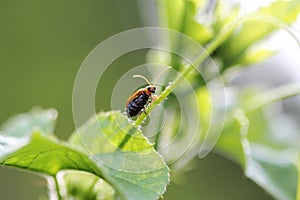 Bug , Aulacophora similis