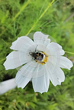 Bug bee beetle - Scarab beetle (Trichius fasciatus)