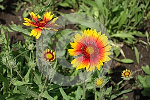 Bug and bee pollinating yellow and red flowers of Gaillardia aristata