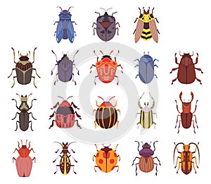 Bug and Beetle Insects Species Isolated on White Background Big Vector Set