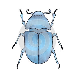 Bug blue. Hand drawn insect illustration, detailed art. Isolated bug on white background