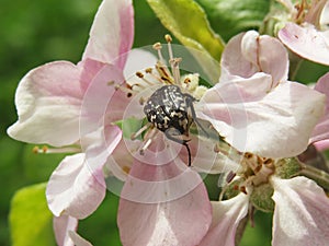 A bug and Blum tree flowers